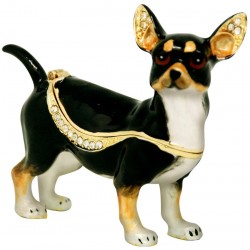 Chihuahua Tricolour...